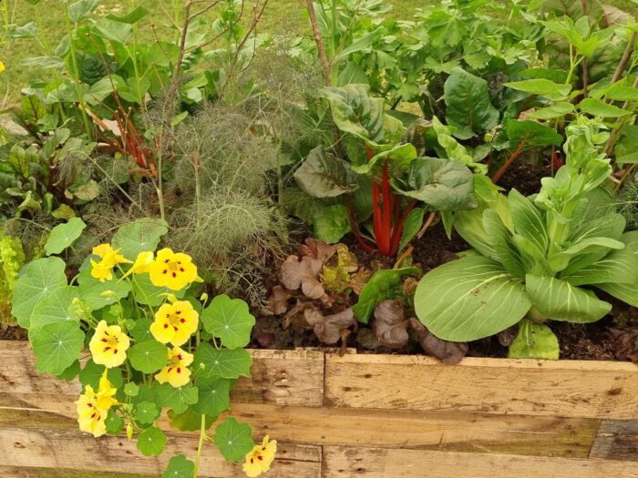 Mixed raised bed at RHS Chelsea Flower Show 2024