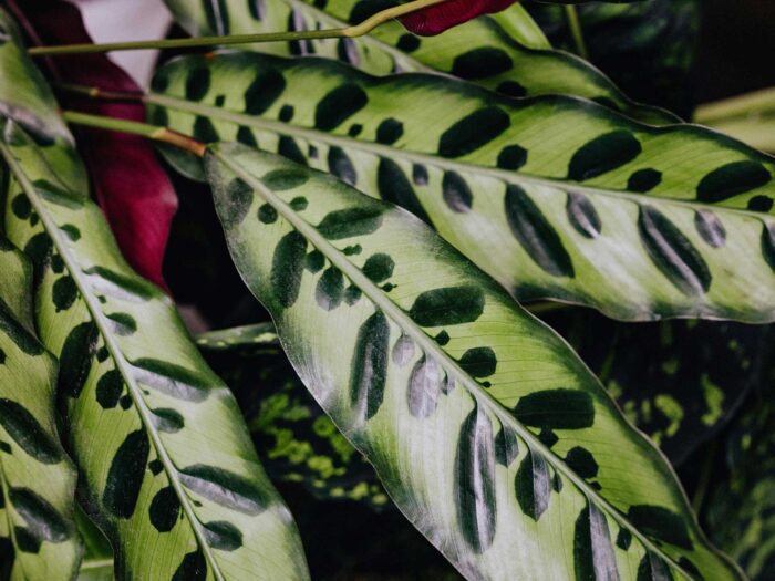 The Calathea has the most beautifully patterned leaves