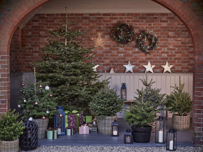 Selection of pot grown Christmas trees in front of red brick wall