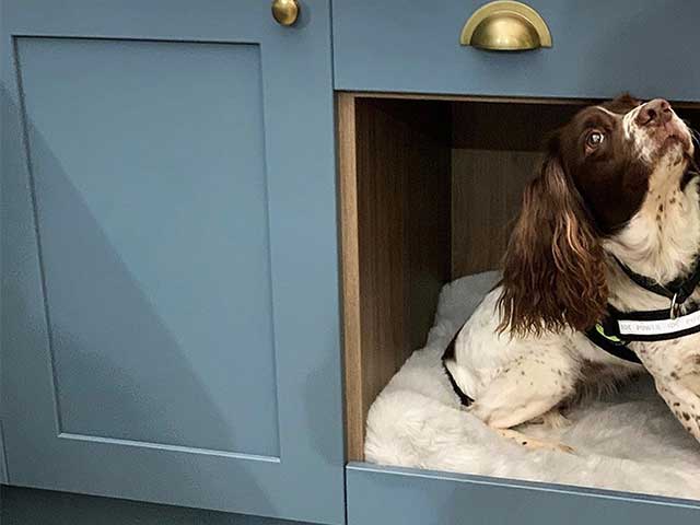 A dog on a bed fitted into a kitchen unit