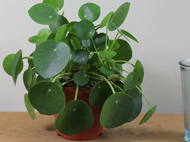 friendship plant - 5 of the best mood-boosting houseplants - inspiration - goodhomesmagazine.com