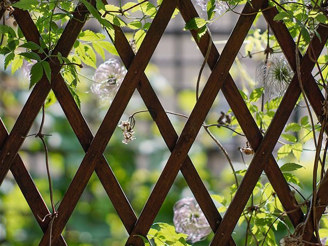 garden trellis close up - goodhomesmagazine.com