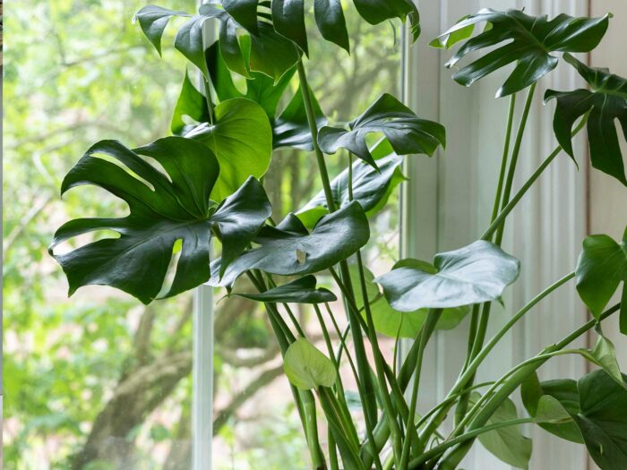 The ever-popular Swiss Cheese Plant can also work in a bathroom