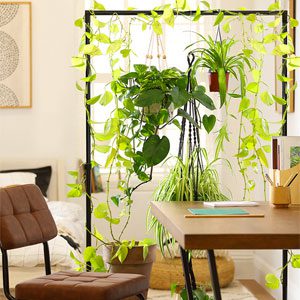 DIY plant room divider