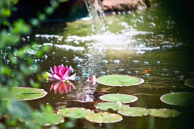 Beginners guide: How to build a garden pond
