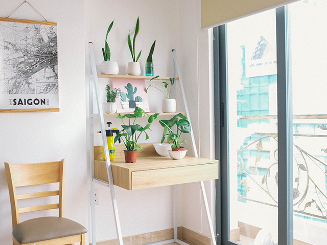 small collection of houseplants allergy home hay fever season