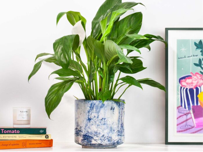 Peace Lilies are a beautiful bathroom houseplant that are easy to maintain