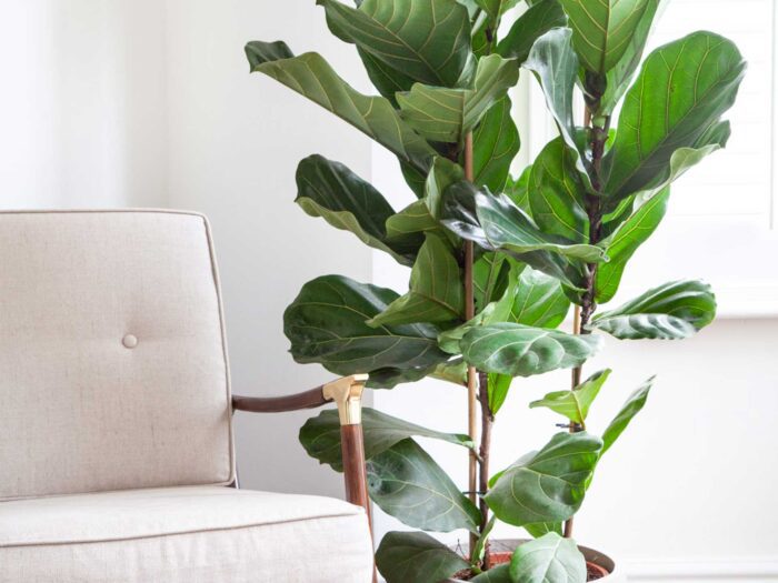 Rubber plants are a great addition to any bathroom set up